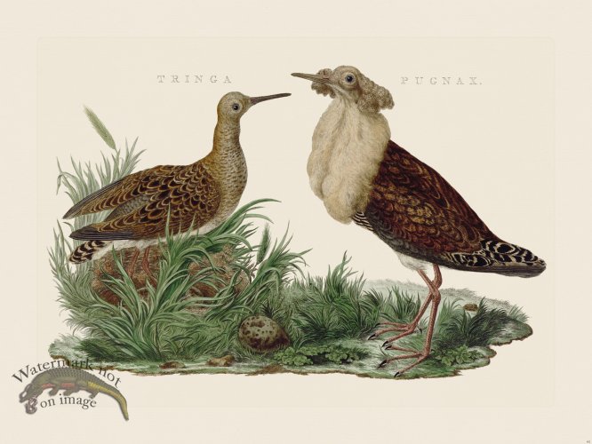 (image for) Nozeman Bird 061