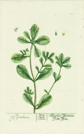 Blackwell German 068