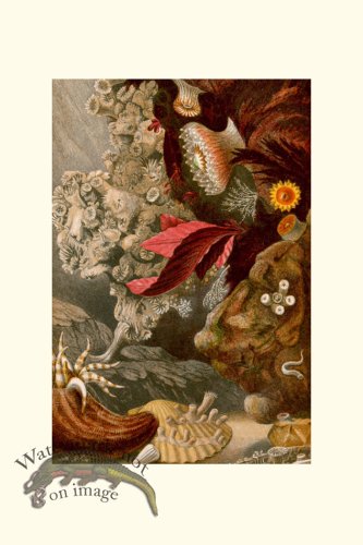 (image for) Underwater 24