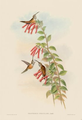 Gould Hummingbird 037