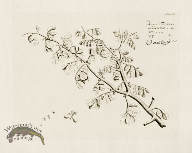 (image for) HORTUS VOl 06 25