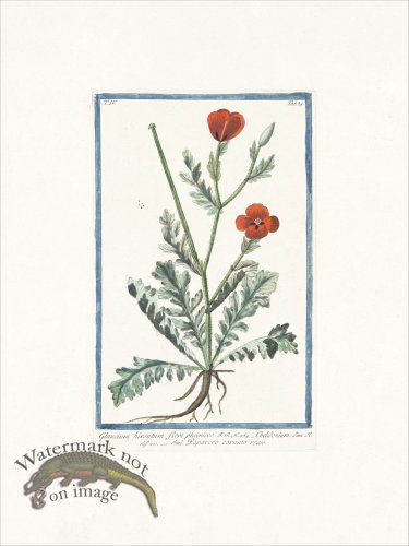 (image for) Bonelli 385 Celandine