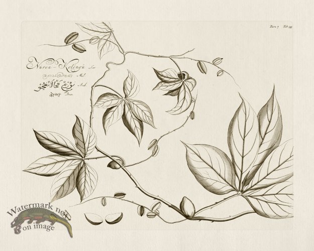 (image for) HORTUS VOl 07 35