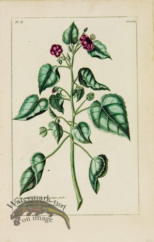 (image for) Buchoz Bot 45