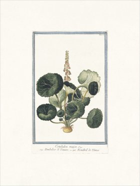 Bonelli 035 Pennywort