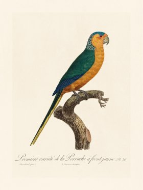 Barraband Parrot 036