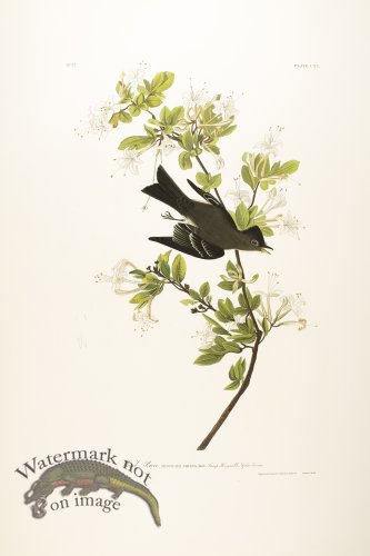 (image for) Wood Pewee