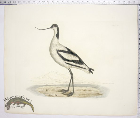 (image for) Scooping Avocet