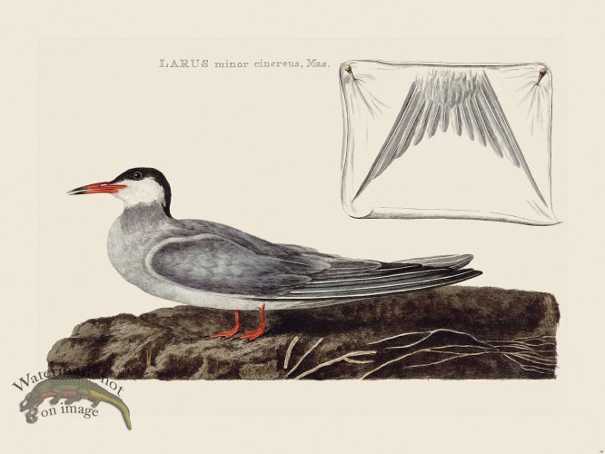 (image for) Nozeman Bird 068