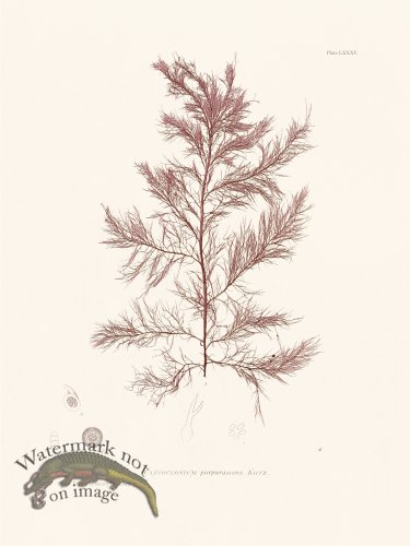 (image for) Bradbury Seaweed 085