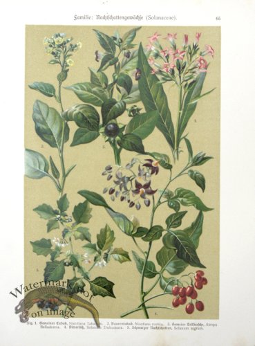 Botanical Atlas 1911 17