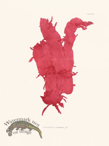 (image for) Bradbury Seaweed 092