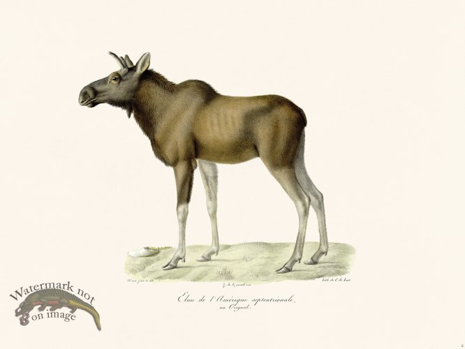 (image for) Cuvier 002 Moose