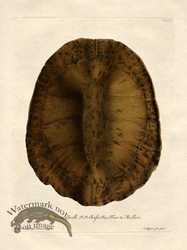 (image for) Trew Turtle Shell 17