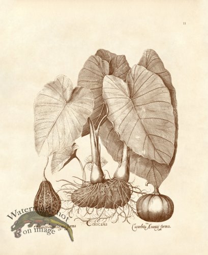 Besler 11 Colocasia