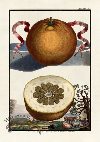 (image for) Volckamer 050