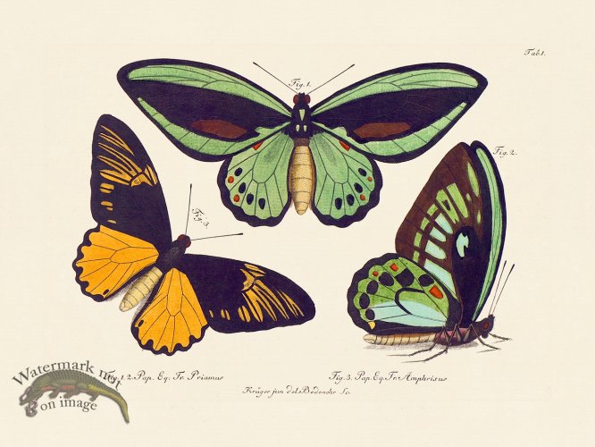 (image for) Jablonsky Butterfly 001