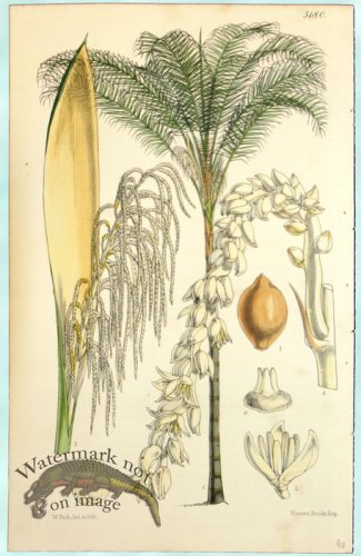 (image for) Curtis Palms 14