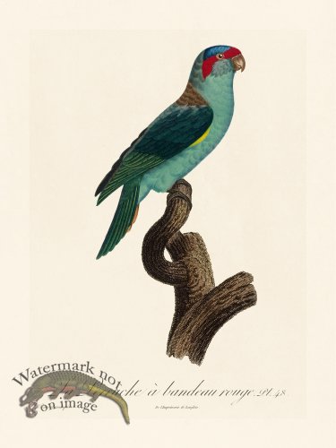 (image for) Barraband Parrot 048
