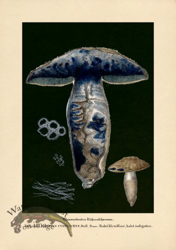 (image for) Beths Shrooms 01