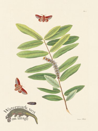 (image for) Abbot Butterfly 051