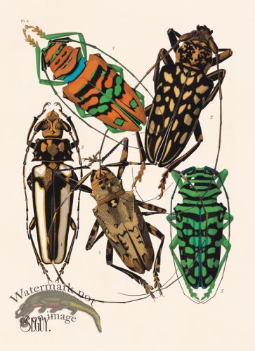 (image for) Seguy Bug 04