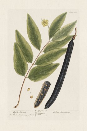 BEE 381 Cafsia fistula