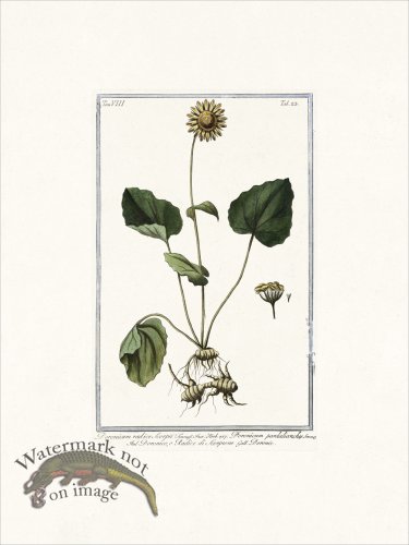 (image for) Bonelli V8 023