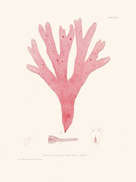 Bradbury Seaweed 073