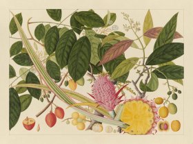 Andalas Botanicals 08