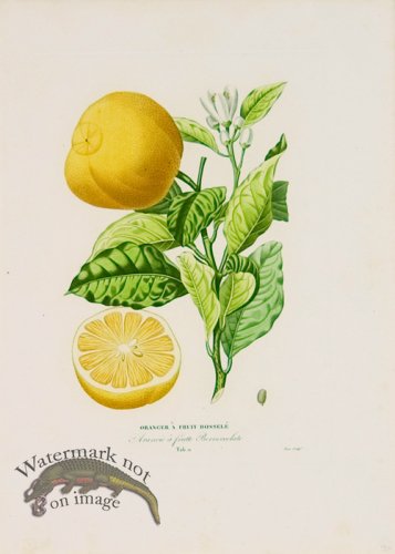 (image for) Poiteau Citrus 02