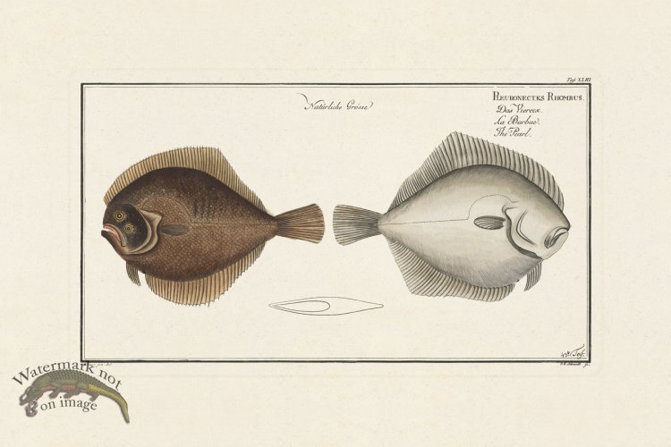 (image for) BLOCH FISH 043