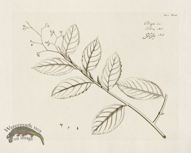 (image for) HORTUS VOl 07 54