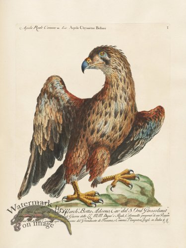 (image for) Manetti 001