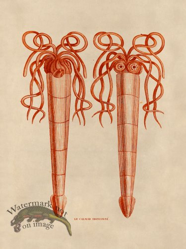 (image for) Octopus Orange 38