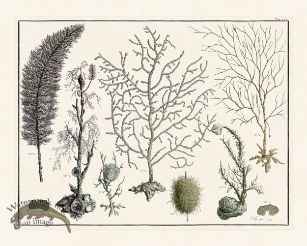 (image for) Seba B2 106 Coral