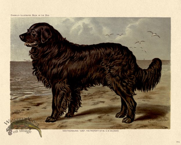 (image for) Cassell Dog 05