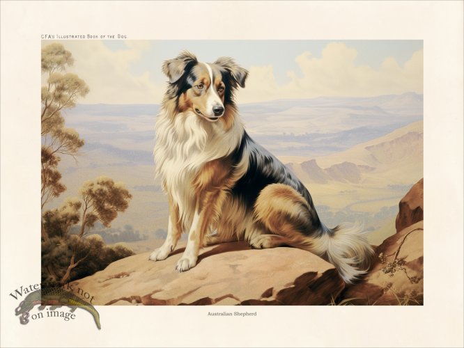 (image for) CFA Dog Australian Shepherd