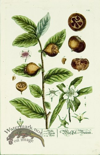 (image for) Blackwell German 106