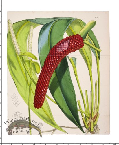 (image for) Curtis Botanical 001