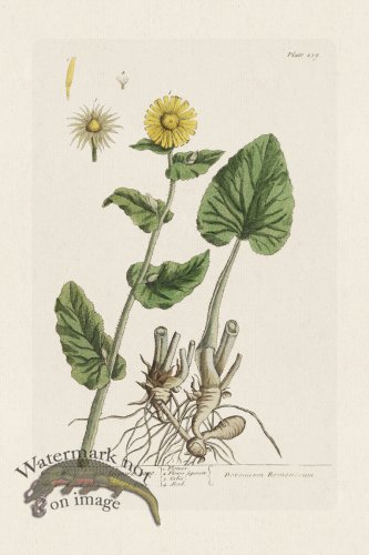 (image for) BEE 239 Great Woolfs-bane