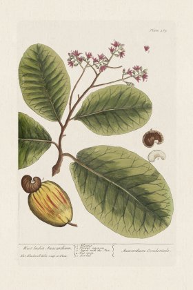 BEE 369 West India Anacardium