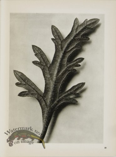 (image for) Blossfeldt T 081