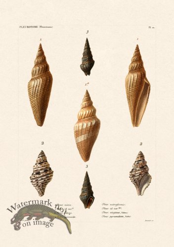 (image for) French Shell 021