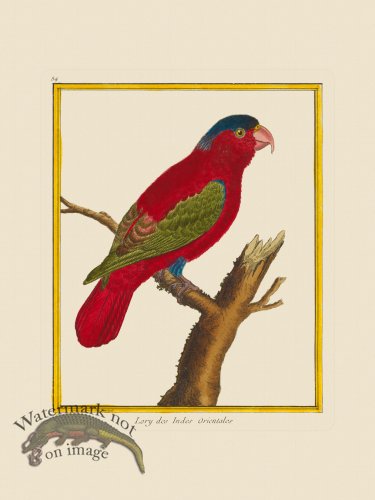 (image for) Martinet Bird 084