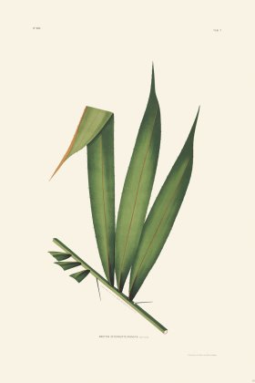 Rodrigues Palm Front 048