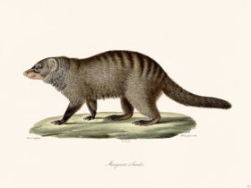 Cuvier 184 Mongoose To Moors