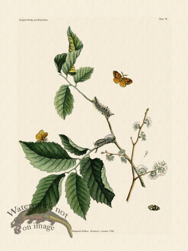 (image for) Wilkes Butterflies 038