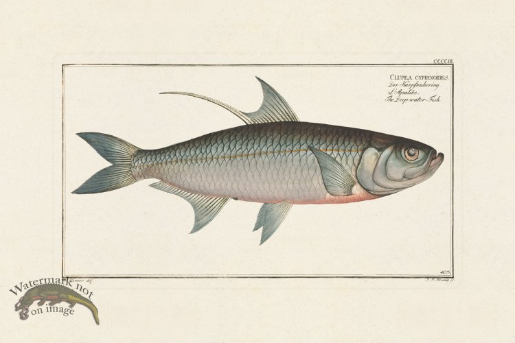 (image for) BLOCH FISH 403