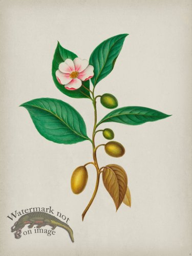 (image for) Andean Botanicals 006